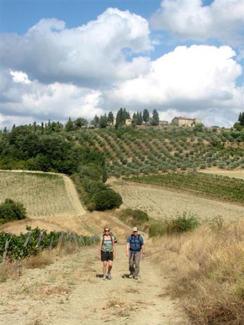 Vineyards and olive groves criss-cross the Tuscan countryside.