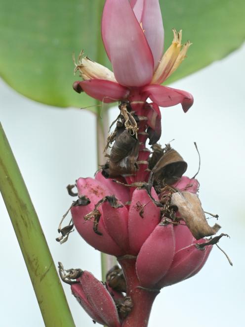 Musa velutina. PHOTO: LINDA ROBERTSON