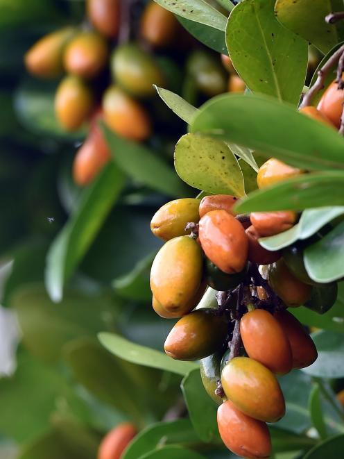 The ripe fruit of Karaka contains a lethal poison, and yet it was cultivated by southern Maori to...