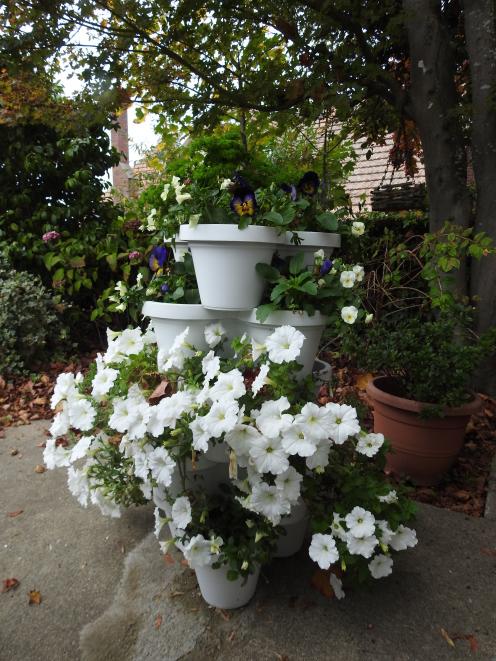 White petunias make an impressive display.