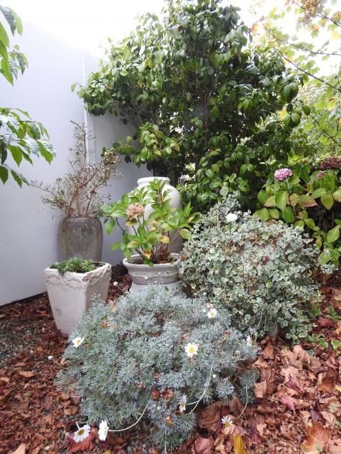 Lavender grows under ‘Lace Lady’.