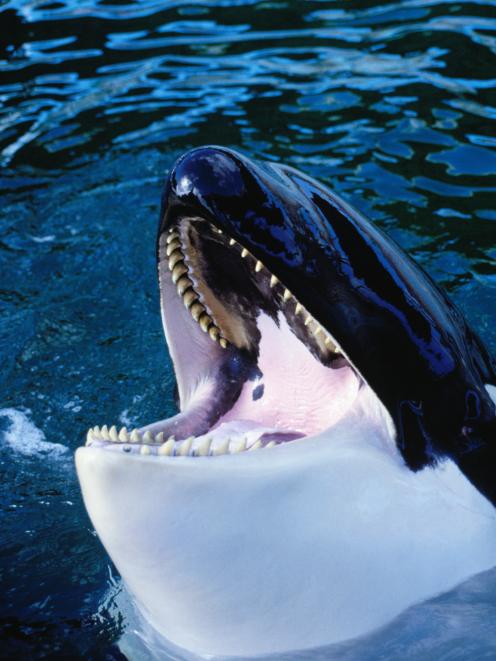 Orca have about 48 large teeth, and a sore one is likely no less painful or debilitating than for a person. Photo: Getty Images 