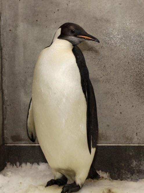Happy Feet, the emperor penguin found on the Kapiti Coast. Photo: NZ Herald