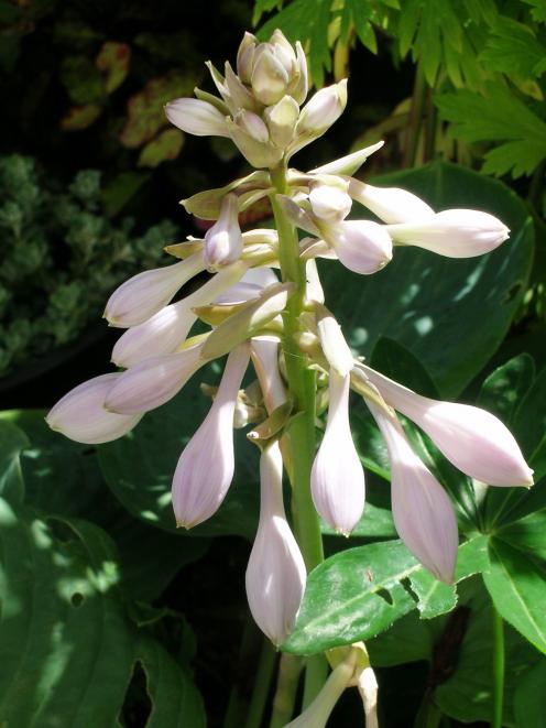 Hosta flowers can be white or violet. 
