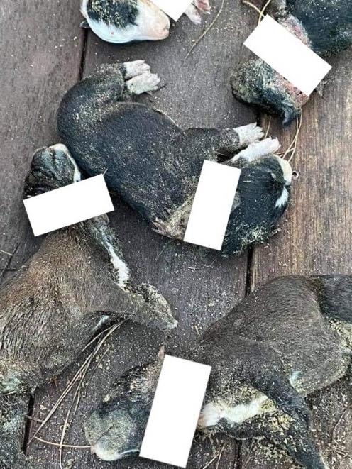 The puppies were dumped in a wide-open clearing. Photo: Paw Justice