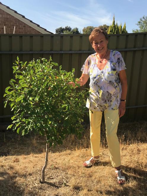 Ilse Nienhaus with her pride and joy, a prune tree. Photos: Gillian Vine