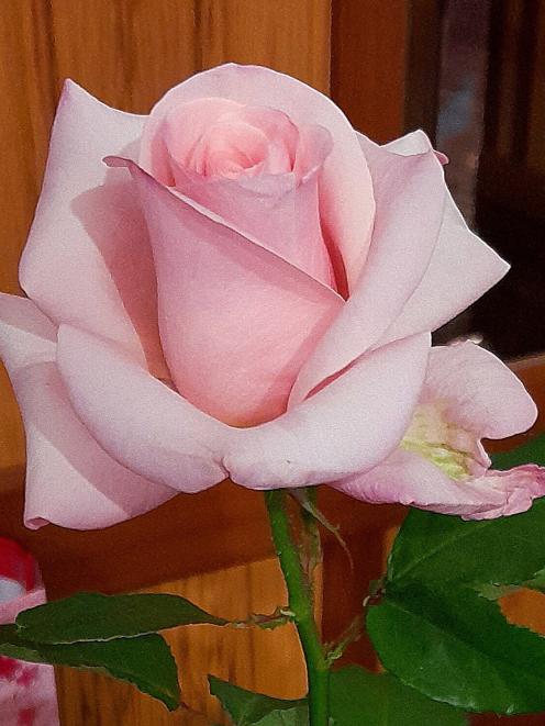 Diana Jones, of the Te Awamutu Rose Society, won the champion decorative award with this bloom of...