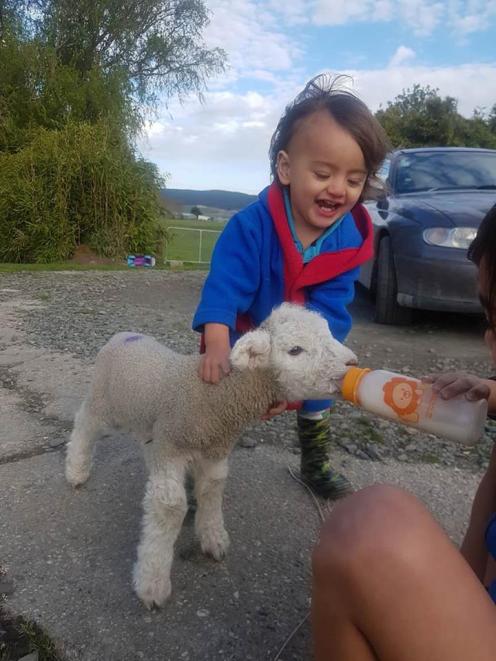 Michael Hyslop(1) feeds Lamb Lamb, Photo: Marc Hyslop