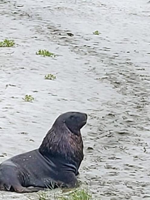 A male sea lion in Dunedin was misled through marram grass while trying to find a mate and took a...