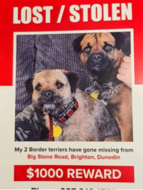 Rowan Newman's family is desperate to find their missing dogs Scruff and Floss. Photo: Supplied