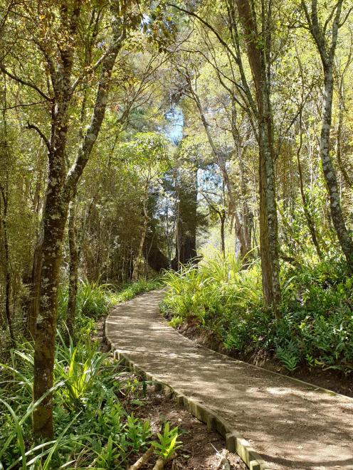 The second half of the track undulates as it travels through regenerating native bush.