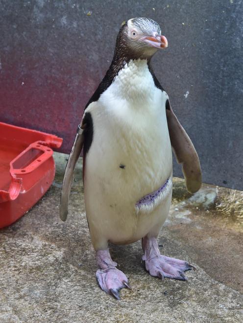 Buster has been taken to the rehabilitation centre at Penguin Place at Harington Pt with six other yellow-eyed penguins in need of fattening up. Photo: Craig Baxter
