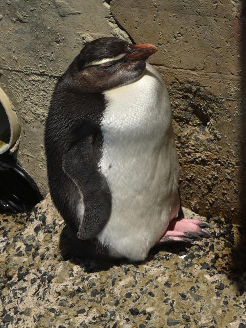 The Fiordland crested penguin (tawaki) became the centre of attention after it settled in to...