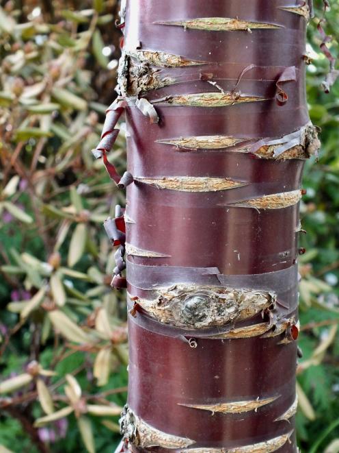 Prunus Southern Gem was planted in memory of Nancy Tidmarsh.