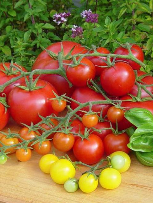 Tomatoes rose more than 60% in March. Photo: ODT files 