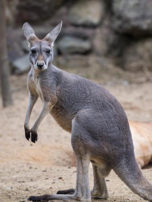 Kangaroos can be unpredictable. Photo: Getty Images