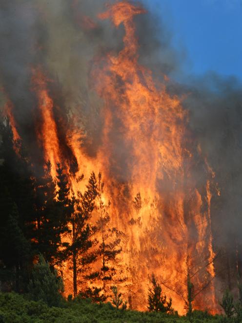 Fire rages through pine trees. Photo by Gerard O'Brien.