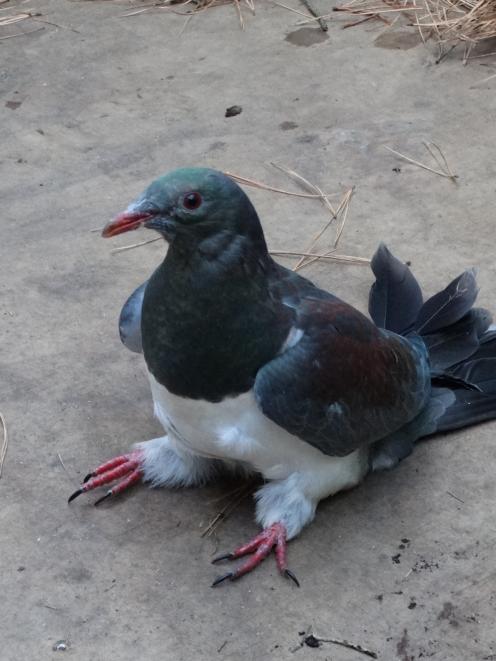 An injured kereru gets used to its new space in a rehabilitation aviary at Project Kereru. PHOTO:...
