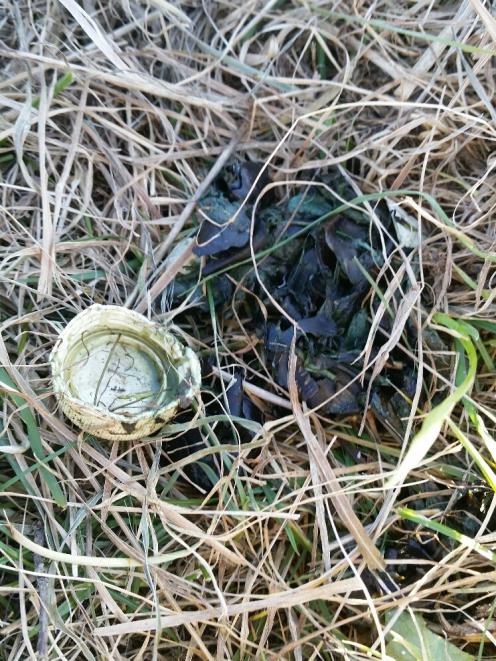 Albatross regurgitation containing a plastic bottle cap. Photo:supplied