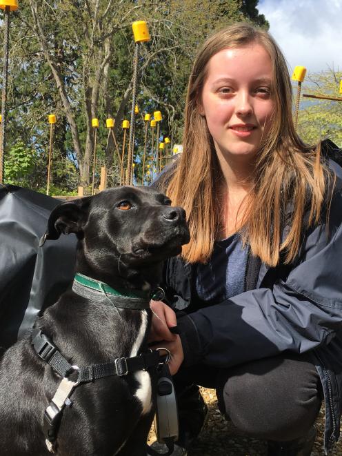 SPCA Otago volunteer Gemma Mitchell with whippet cross dog Inky, who is available for adoption....