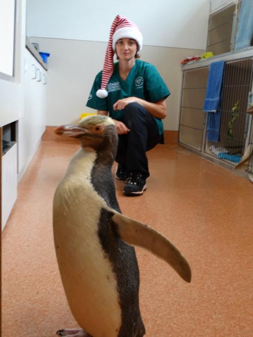 Wildlife Hospital Dunedin vet intern Lizzie Thomas interacts with a recuperating 18-year-old...