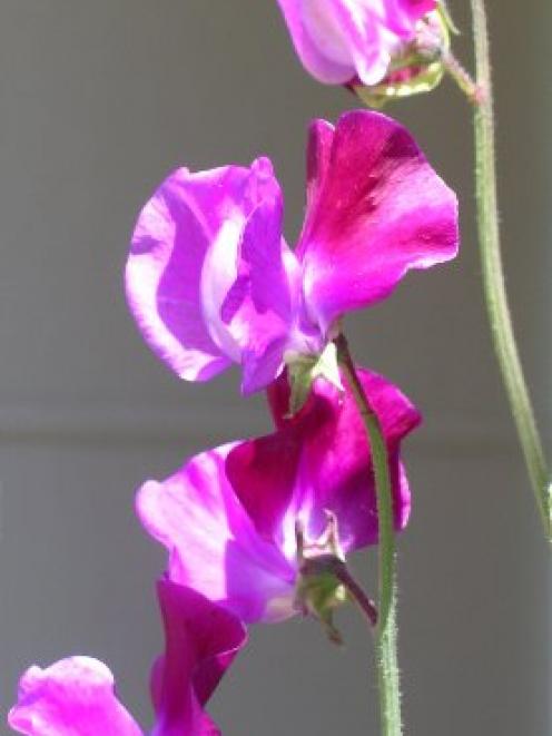 Sweet pea Cupani.