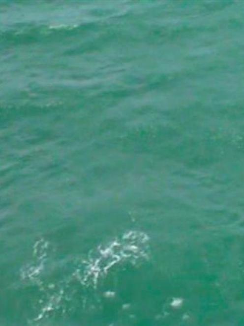 The  shark believed responsible for the fatal  attack is circled. Photo by the Westpac Rescue...