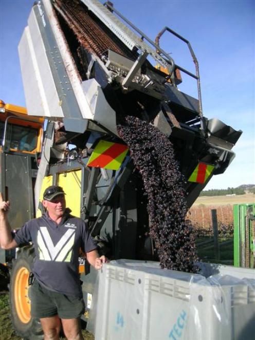 Geoff Moore, of Vinetech, Cromwell, signals to the driver of a grape harvester as it tips fruit...