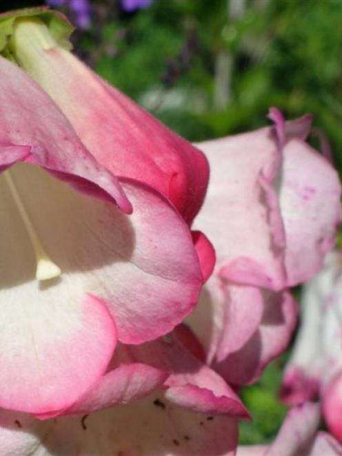 Penstemons are reliable perennials that can flower until the end of May. Photo by Gillian Vine.