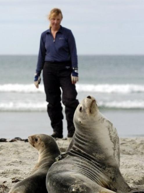 Dr Louise Chilvers, a Department of Conservation marine mammal scientific officer, pauses after...