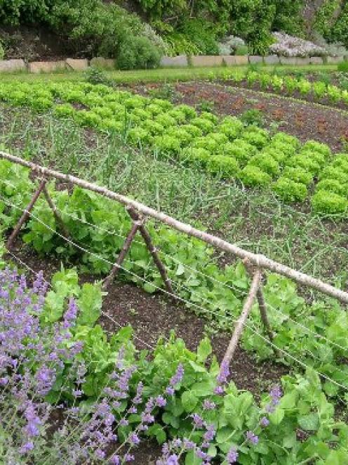 Something to aspire to, a well laid-out vegetable patch. Photo by Gillian Vine.