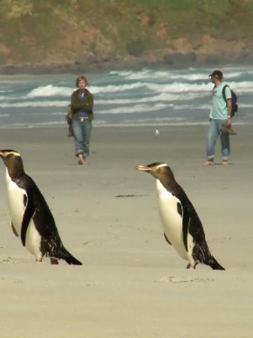 The Yellow Eyed Penguin Trust has received a major grant from the National Biodiversity Fund.