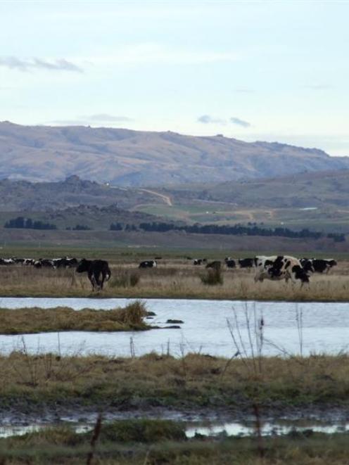 Cows graze near the upper Taieri River last month. Photo by Diane Brown.