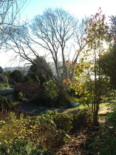 The elm tree that could end up the subject of an Environment Court appeal. Photo by Peter McIntosh.