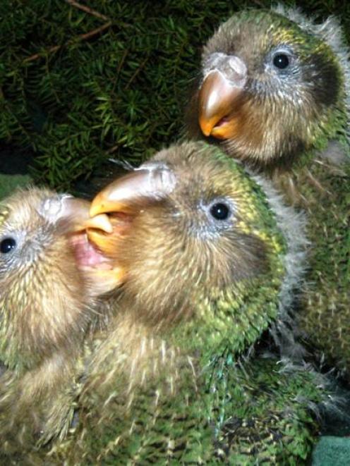 While male kakapo "boom" for a mate every year, females breed when there is an abundant food...