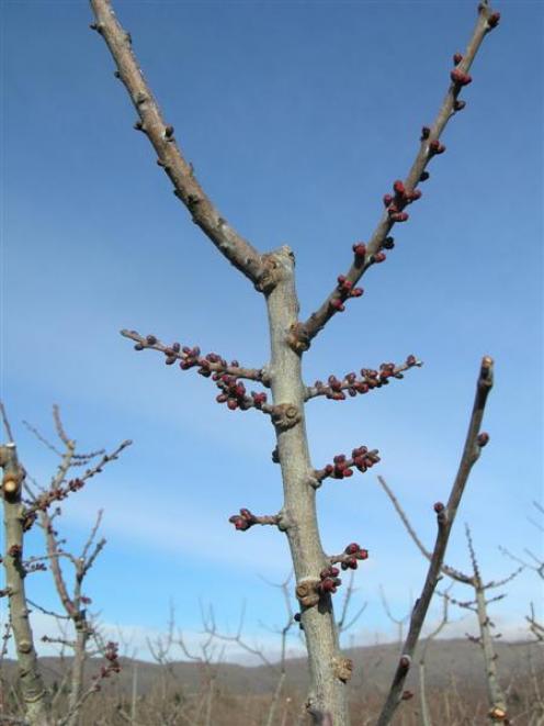 This apricot tree on a Rob's Rural Market orchard block at Earnscleugh has red buds, which is...
