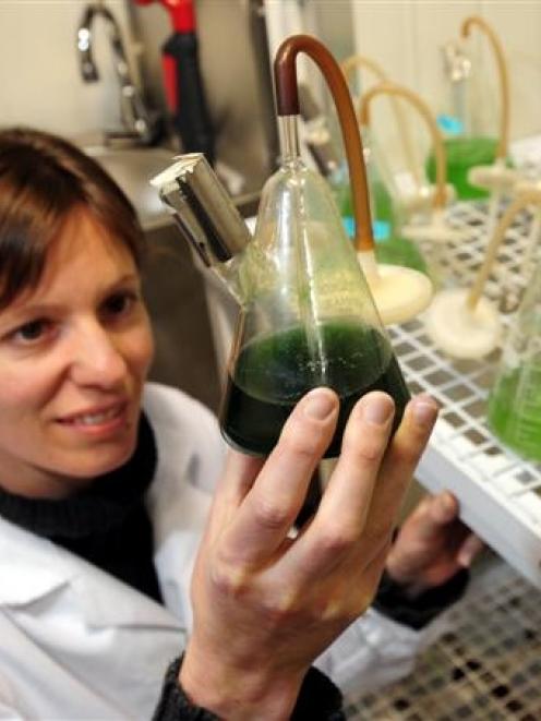 University of Otago researcher Dr Tina Summerfield examines bacteria, which could potentially be...
