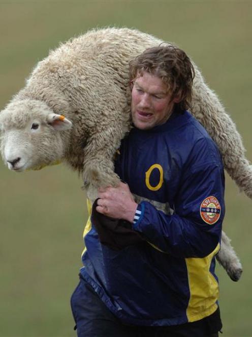 Otago lock Tom Donnelly carries a sheep yesterday. Photo by Peter McIntosh.