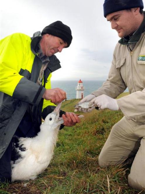 Down the hatch ... Doc rangers Lyndon Perriam and Colin Facer feed a chick at the colony...