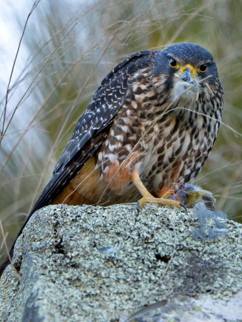A falcon feasts in Central Otago. The Department of Conservation and Delta have formed a...