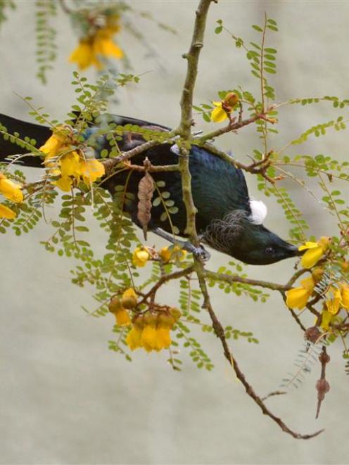 A tui feeds from a kowhai in the Dunedin Botanic Garden.