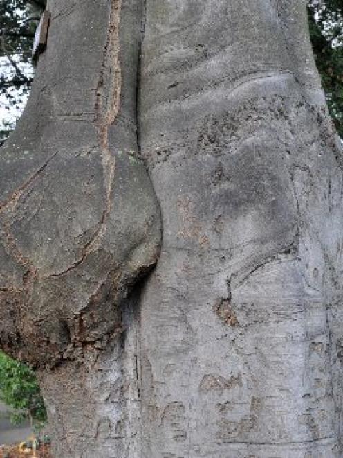 A very old European beech tree (Fagus sylvatica) in the Dunedin Botanic Garden with its burr....