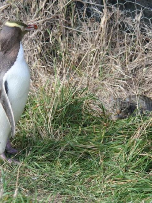 A yellow-eyed penguin at the Moeraki Lighthouse reserve is confronted by a feral cat in this...