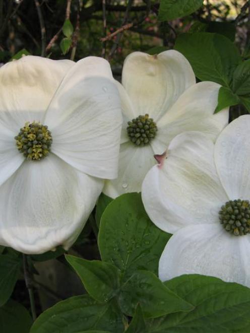 'Cornus Eddies White Wonder'. The small flowers are surrounded by creamy white bracts. Photo by...