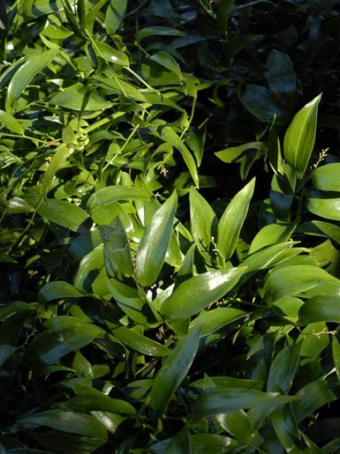 'Danae racemosa'. Photo by Gregor Richardson.