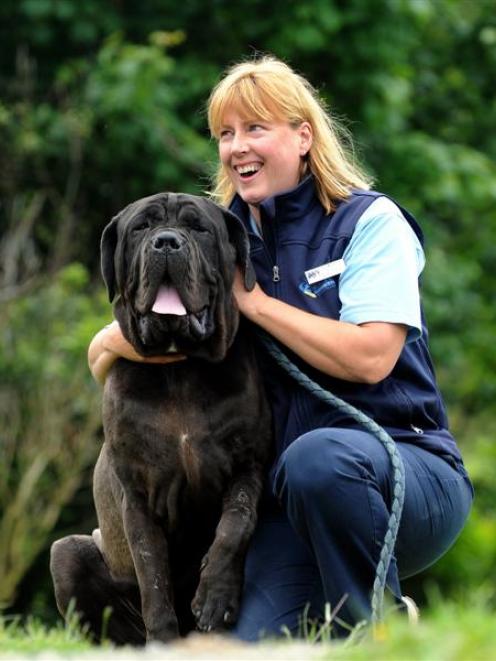 Dunedin City Council animal control and education officer Roz McDonald, with a Neapolitan mastiff...