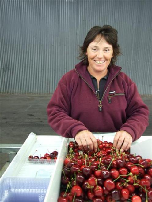 Earlise cherries at  Harry Roberts' Earnscleugh orchard yesterday. Photo by Lynda van Kempen.