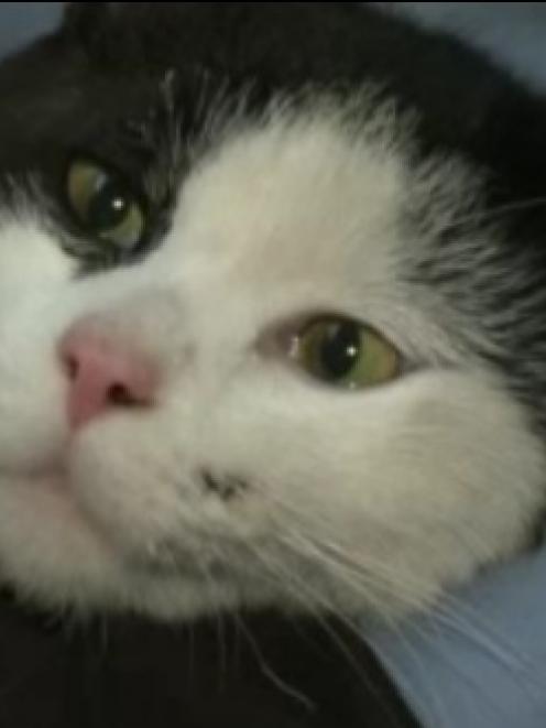 'Eclipse' the cat, seen after his 300km car trip. Image WJW-TV