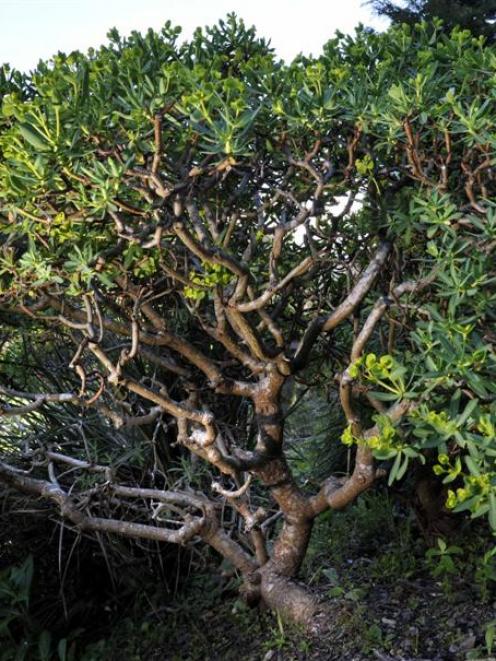 'Euphorbia dendroides'.  Photo by Gerard O'Brien.