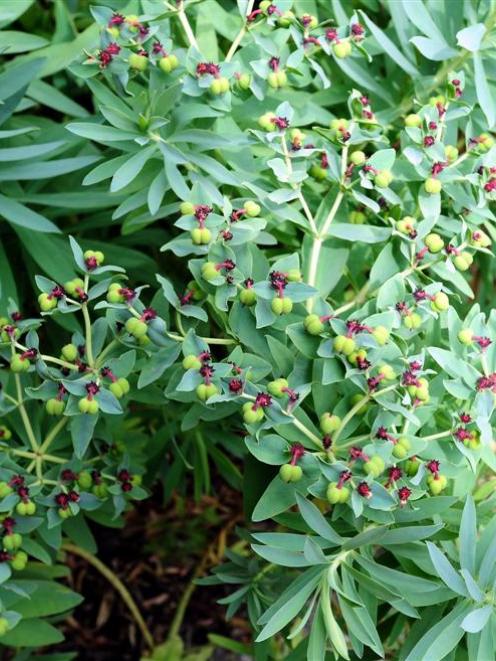 'Euphorbia glauca'
